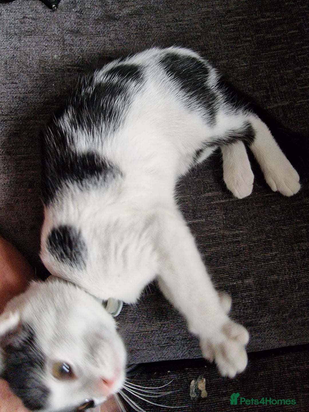 Mixed Breed cats for sale: Bengal x Domestic short hair Kittens - Image 18