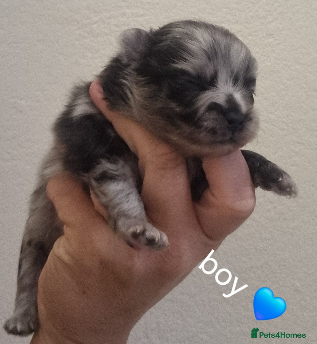Pomeranian dogs for sale: Beautiful litter teddy bear poms  - Image 5