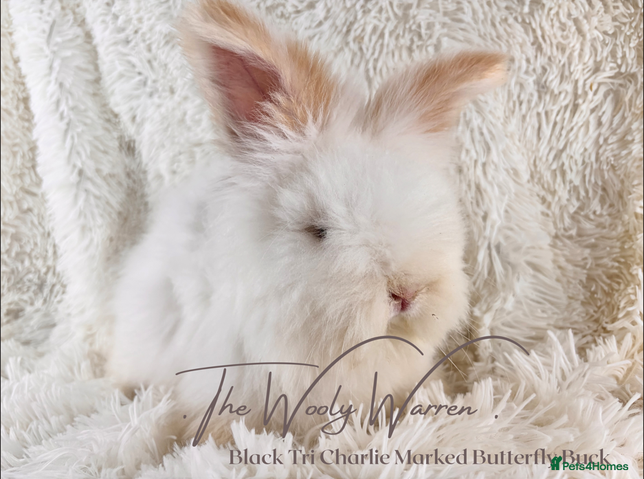 Angora rabbits for sale: Fully Vaccinated Pedigree Angoras - Advert 8