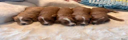 Cavapoo dogs for sale: 5 star licensed Cavapoo home breeder  - Advert 8