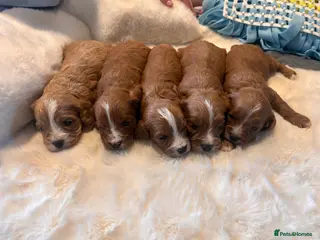 Cavapoo dogs 5 star licensed Cavapoo home breeder - Advert 8