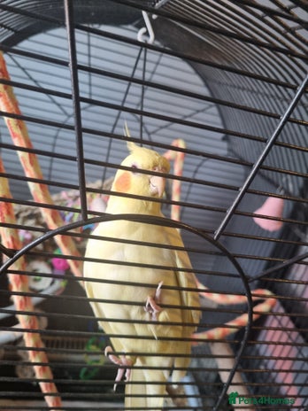 Cockatiels birds in Nottingham - Advert 8