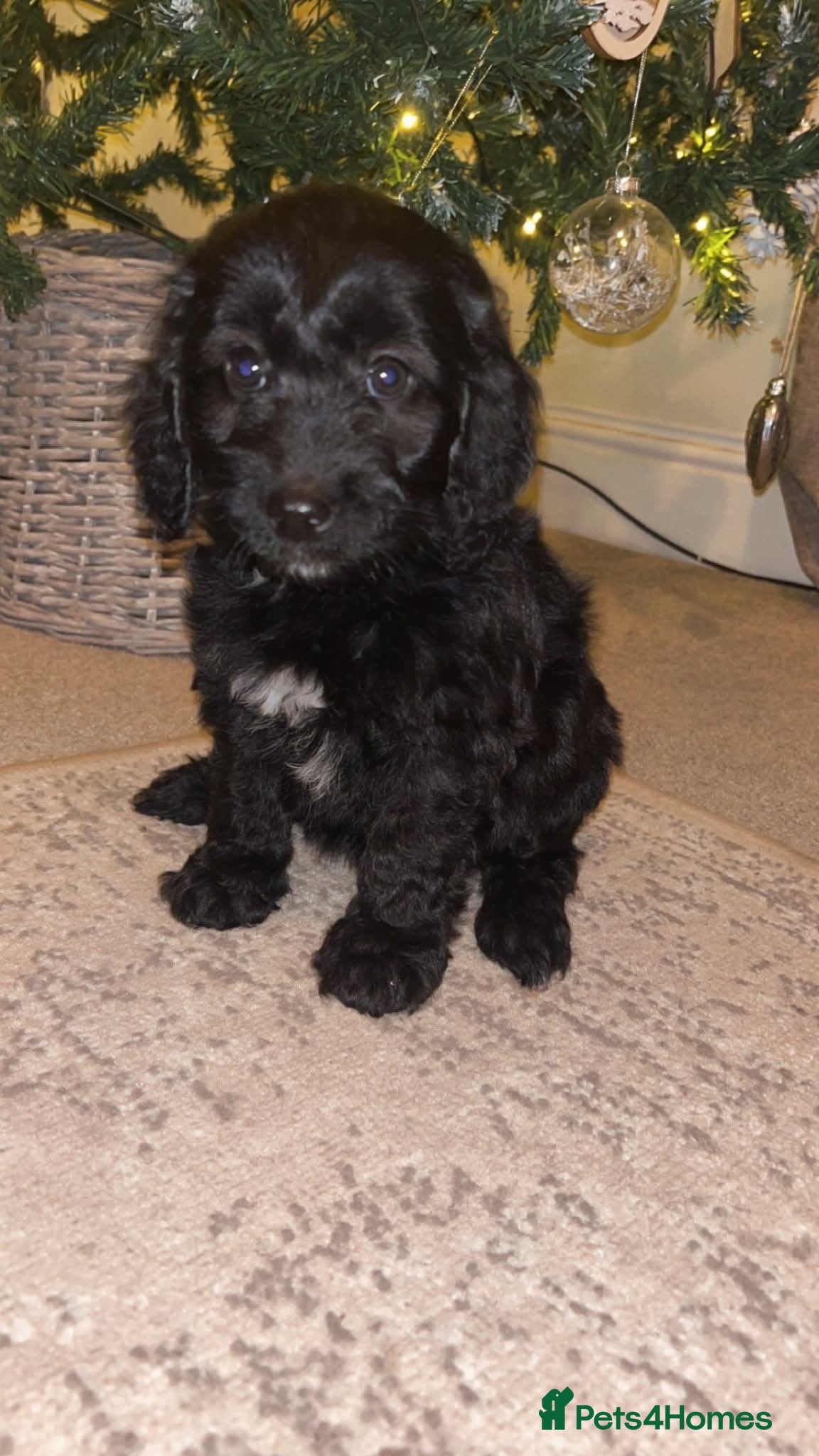 Cockapoo dogs Cockerpoo puppies  - Advert 6