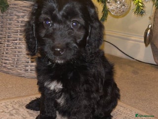 Cockapoo dogs Cockerpoo puppies - Advert 6