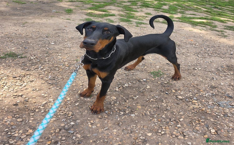 Dobermann dogs - Advert 1