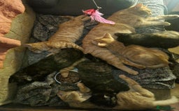 Mixed Breed cats for sale: 3 Ginger and 3 Callico kittens - Image 10