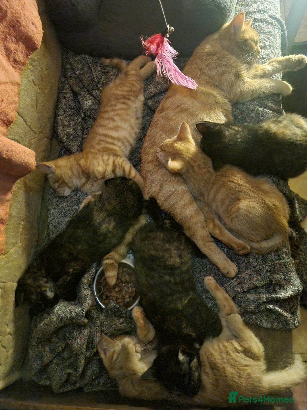 Mixed Breed cats for sale: 3 Ginger and 3 Callico kittens - Image 10