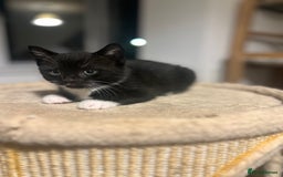 Domestic Shorthair cats for sale: Domestic short hair  - Image 4