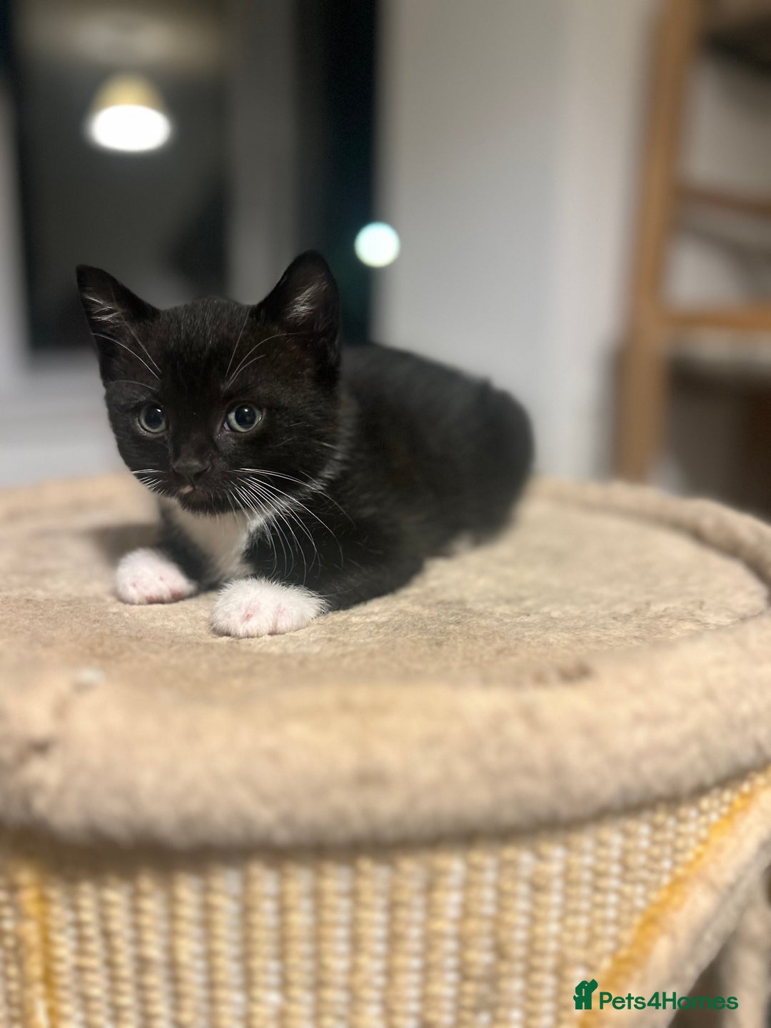 Domestic Shorthair cats for sale: Domestic short hair  - Image 4