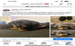 Miniature Dachshund dogs for sale: 2 females - Advert 4