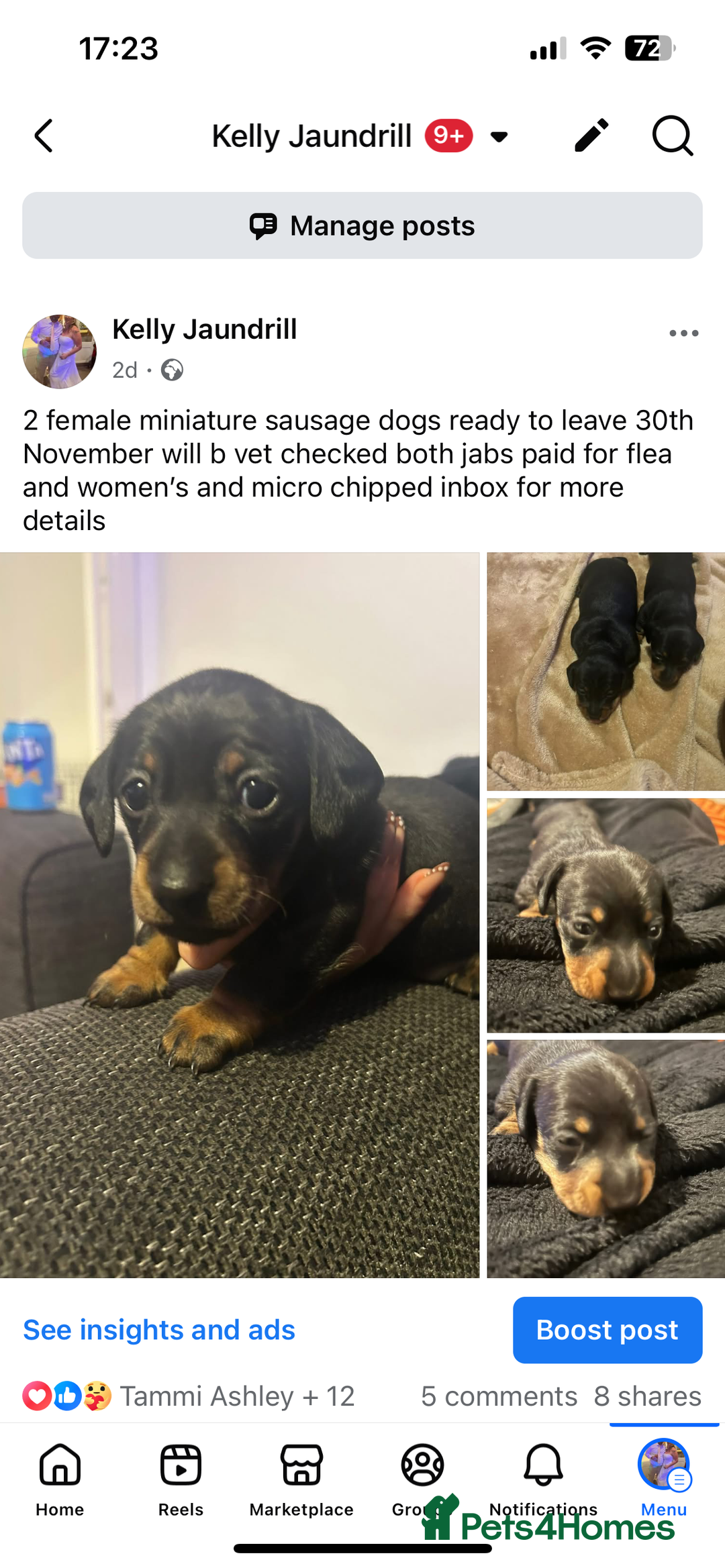 Miniature Dachshund dogs for sale: 2 females - Advert 4
