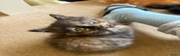 Mixed Breed cats for sale: Beautiful Fluffy Tortoiseshell Female Kitten - Advert 9