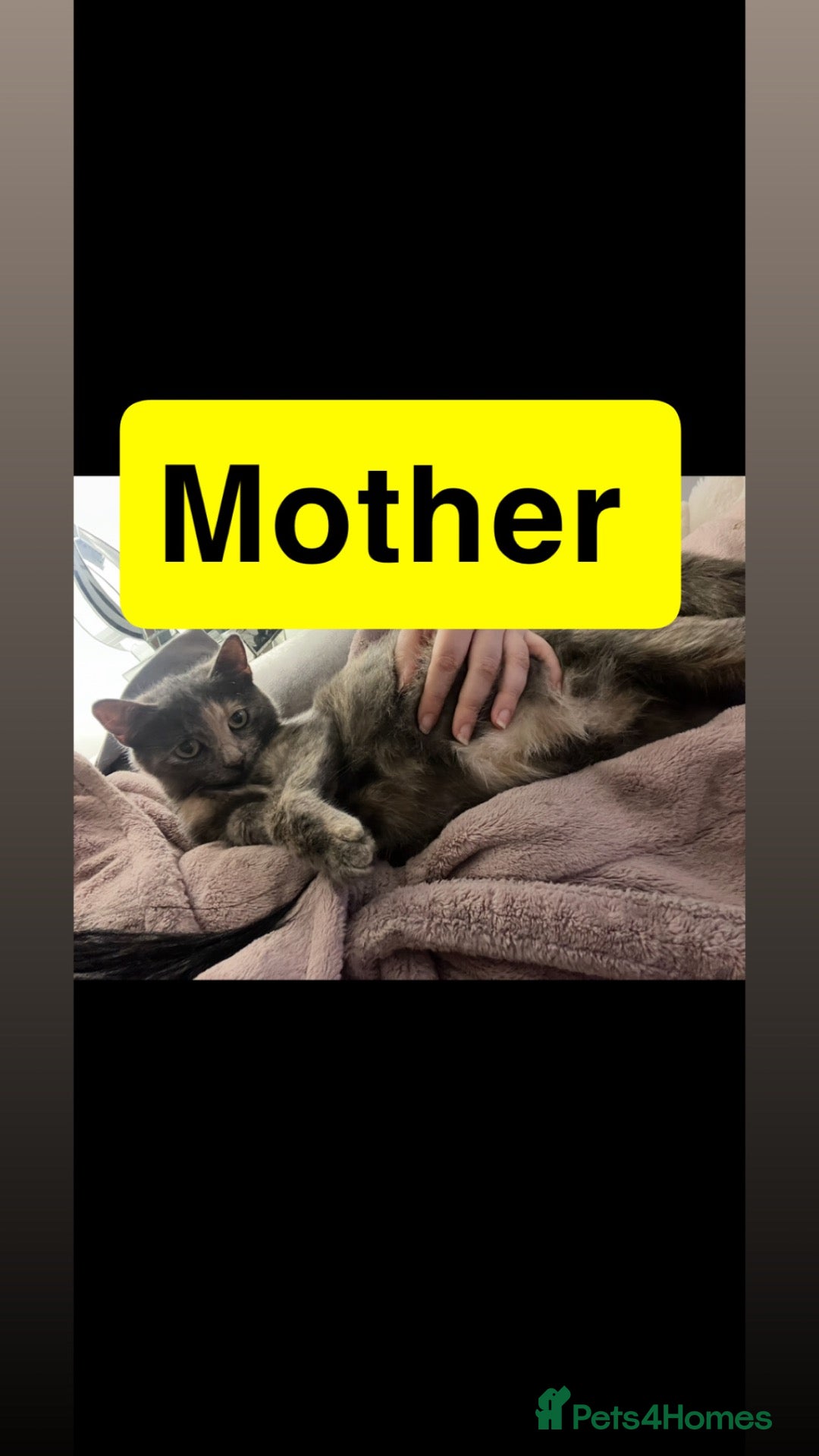 Mixed Breed cats for sale: Stunning kittens❤️ - Advert 1