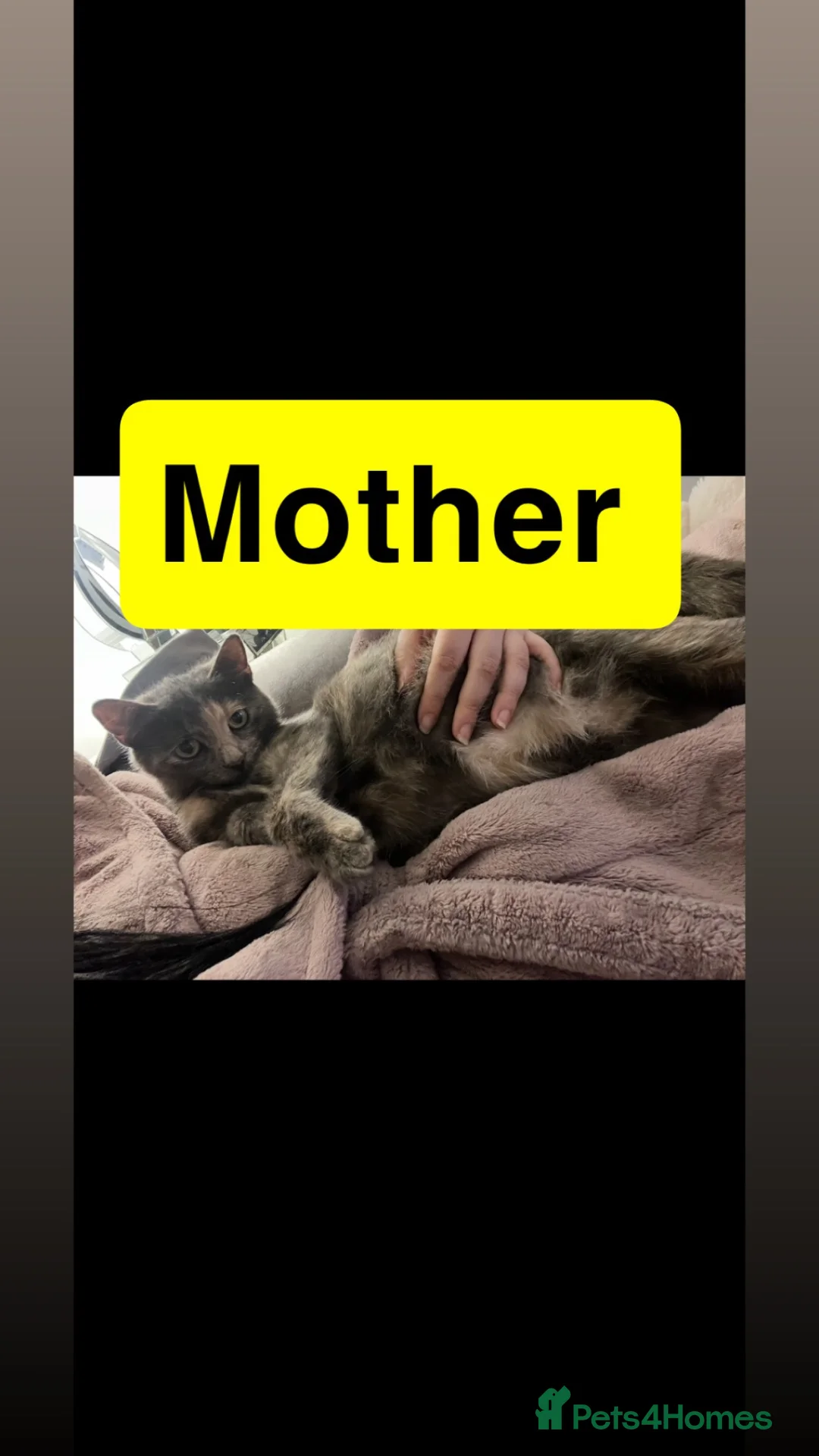 Mixed Breed cats for sale: Stunning kittens❤️ - Advert 1