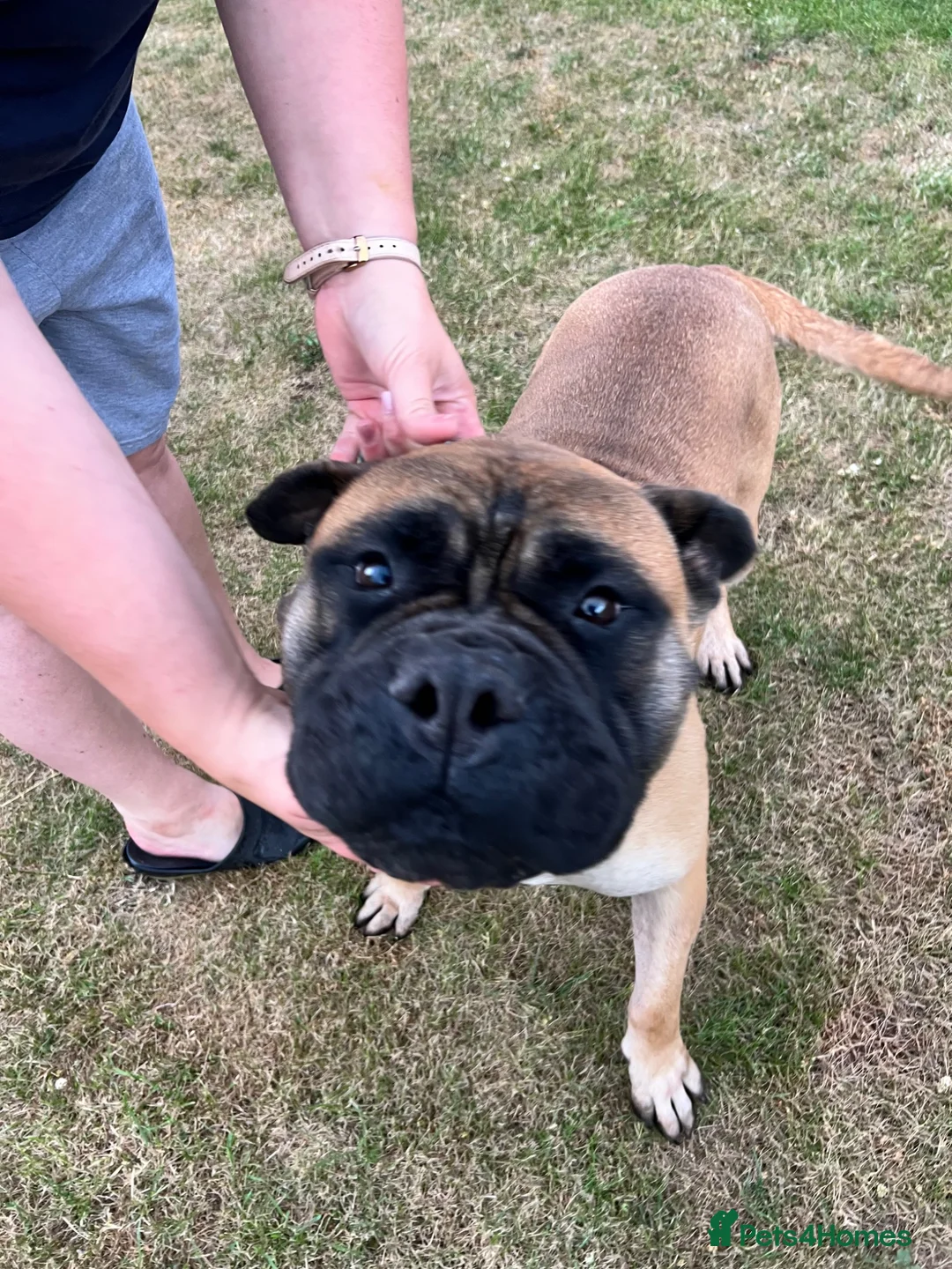 Bullmastiff dogs for sale: Gentle Girl - Advert 7
