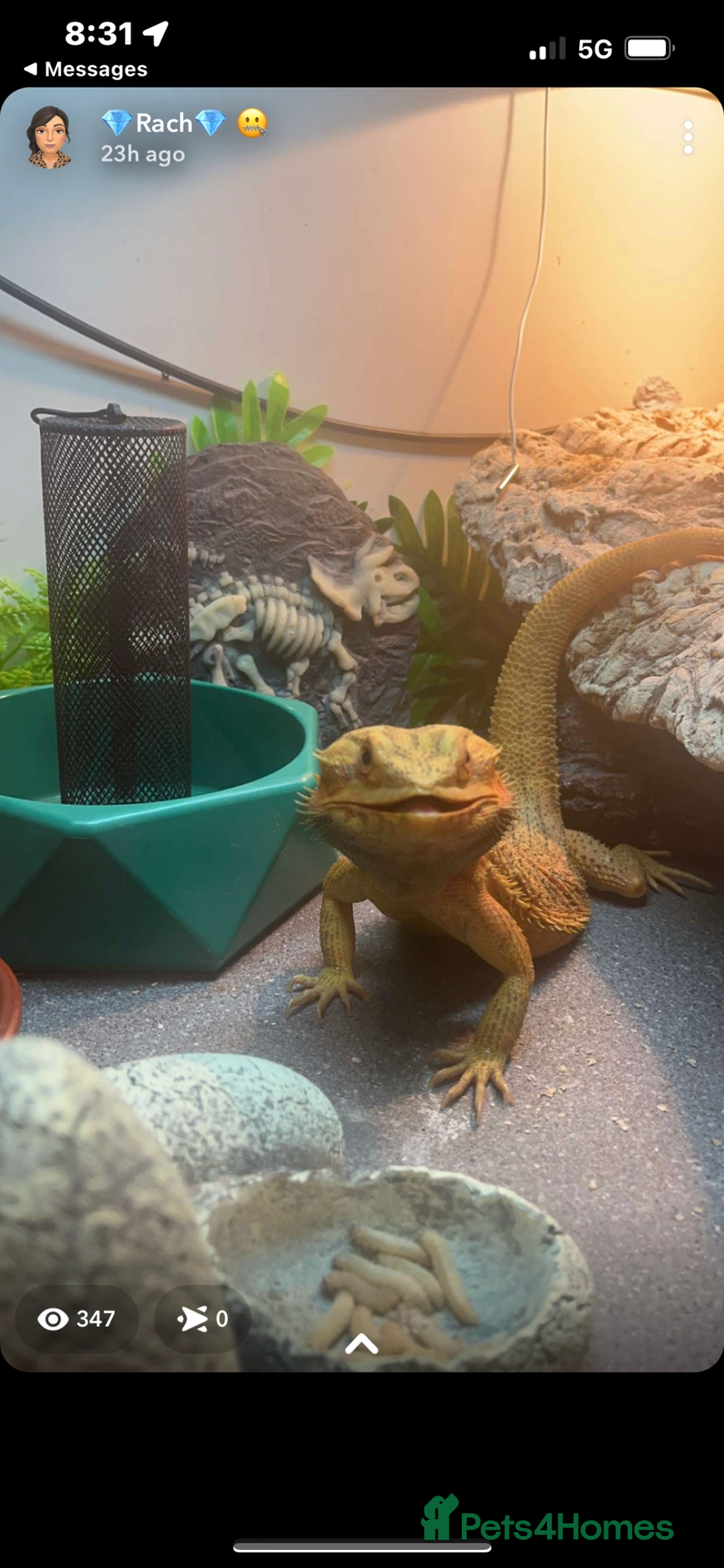 Bearded Dragon reptiles for sale: Male bearded dragon  - Advert 5