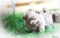 Chihuahua dogs for sale: Lilac chihuahua KC Registered Boys - Image 10