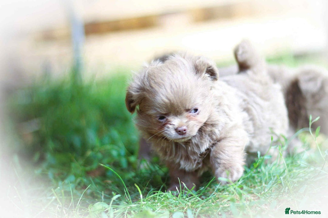 Chihuahua dogs for sale: Lilac chihuahua KC Registered Boys - Image 10