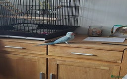 Parakeets birds for sale: Indian ringneck & Derbyan Parrot - Image 7