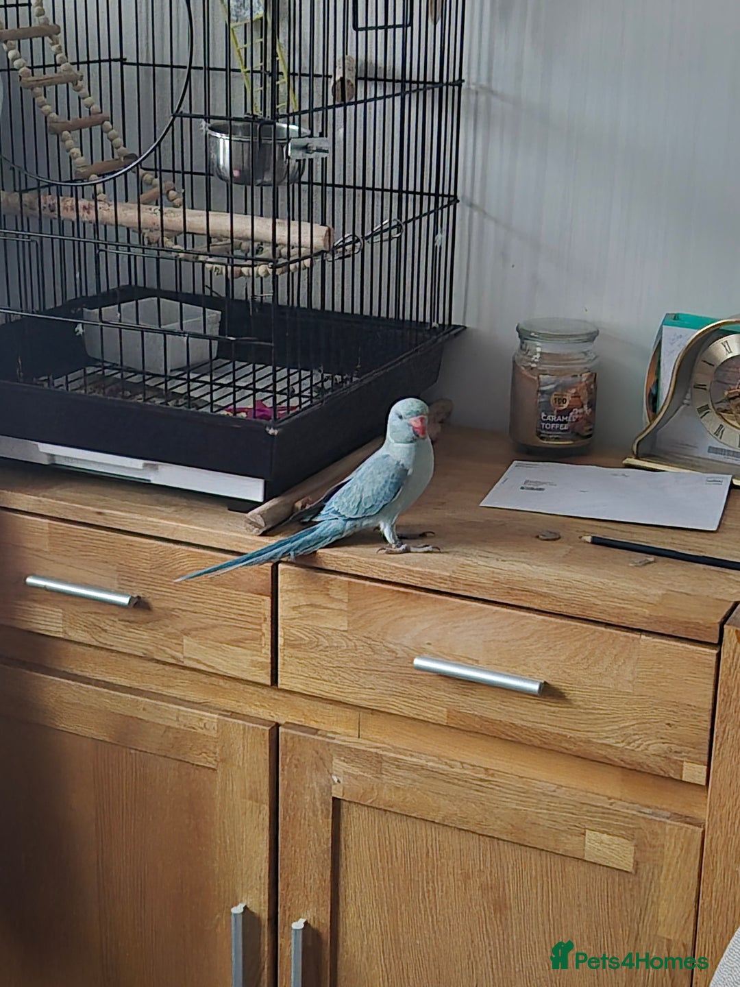 Parakeets birds for sale: Indian ringneck & Derbyan Parrot - Image 7