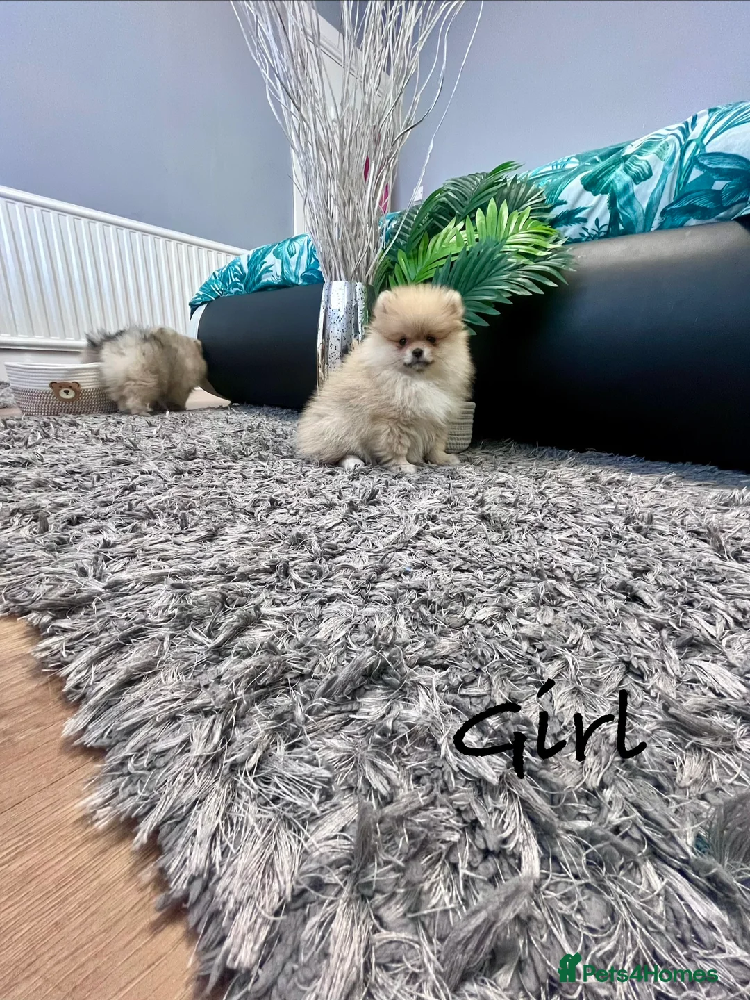 Pomeranian dogs for sale: Top Quality 🐻 Teddy Face  - Advert 11