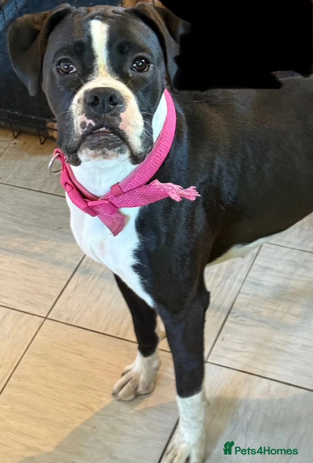 Boxer dogs for sale: Kc registered bitch  - Advert 3