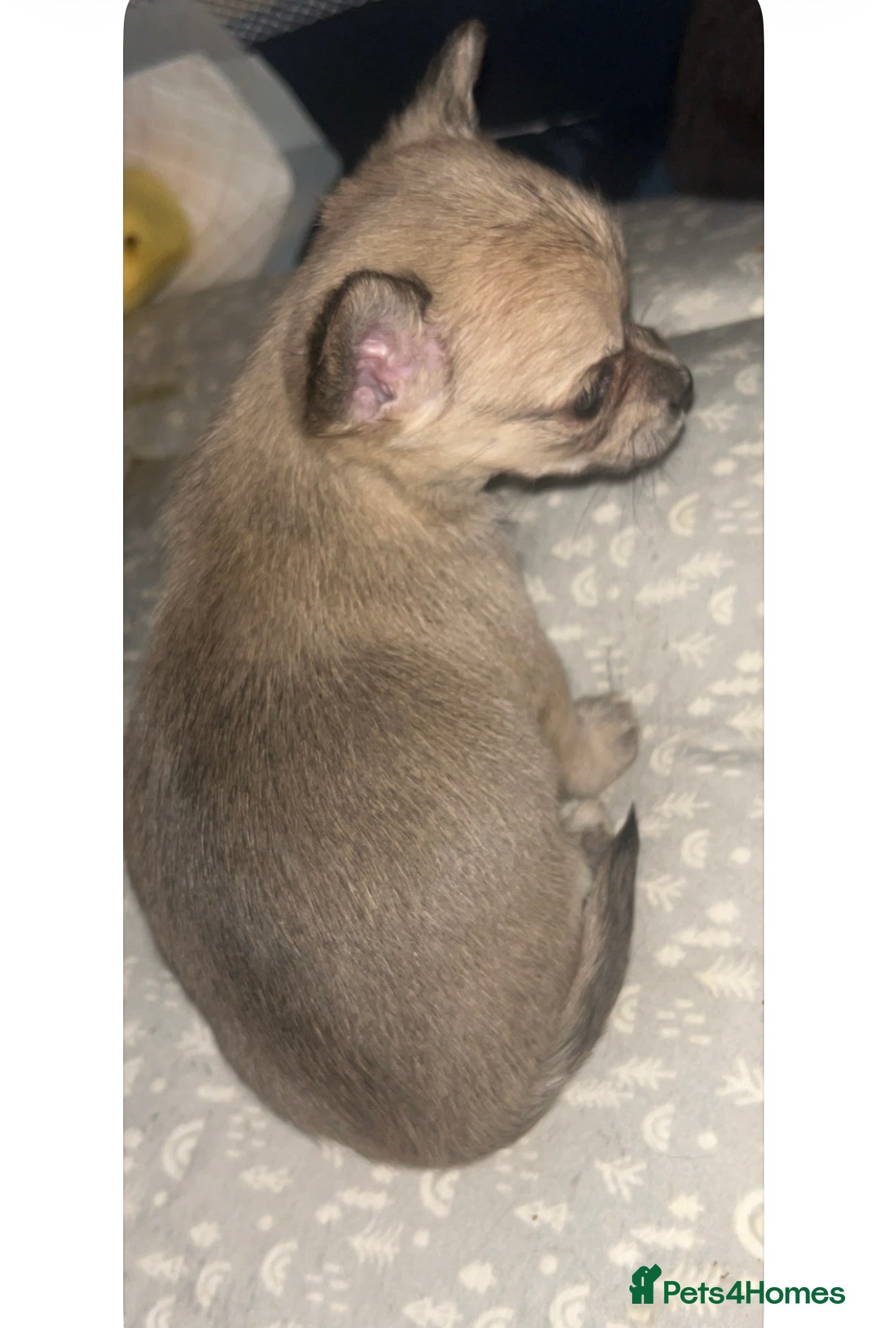 Chorkie dogs 1 beautiful Chorkie female  - Advert 3