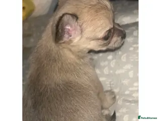 Chorkie dogs 1 beautiful Chorkie female - Advert 7