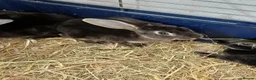 Rex rabbits for sale: 9 MINI REX BABY RABBITS FOR SALE  - Advert 3