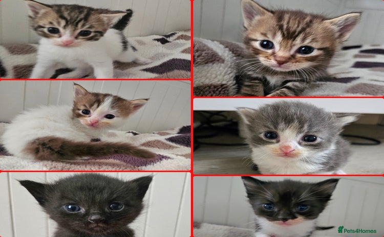 Mixed Breed cats - Advert 12