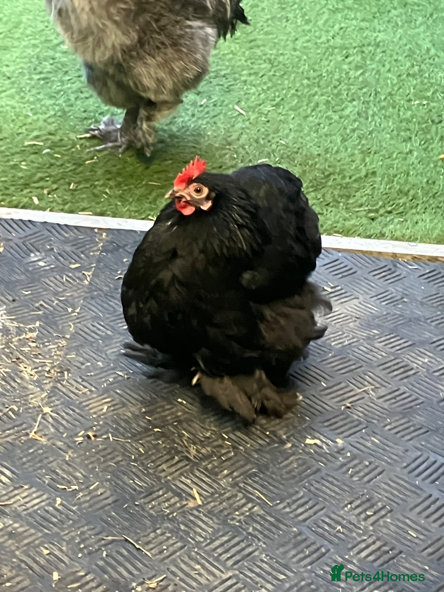 Chickens poultry Hen Pekin bantam - Advert 15