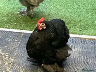 Chickens poultry Hen Pekin bantam - Advert 15