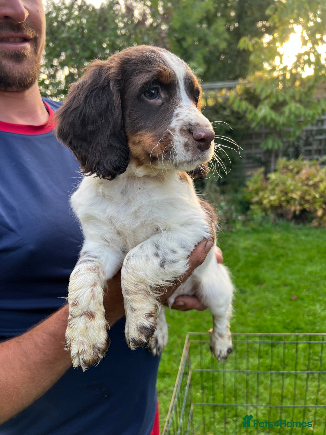 English Springer Spaniel dogs for sale: Traditional English springer spaniels  - Image 4