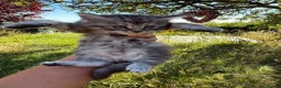 Maine Coon cats for sale: Gorgeous MaineCoon Kittens - Advert 13