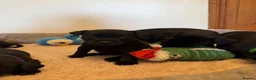 Staffordshire Bull Terrier dogs for sale: Black KC Reg/Health Tested Staffordshire Puppies. - Advert 22