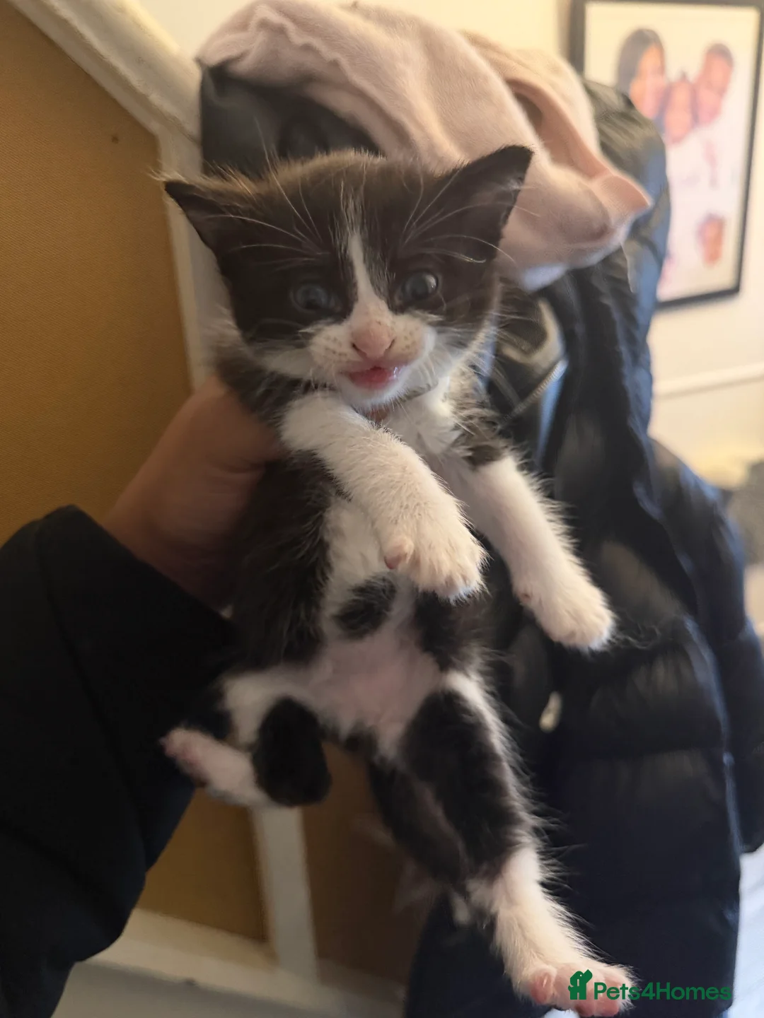 Mixed Breed cats for sale: Kittens - Advert 6