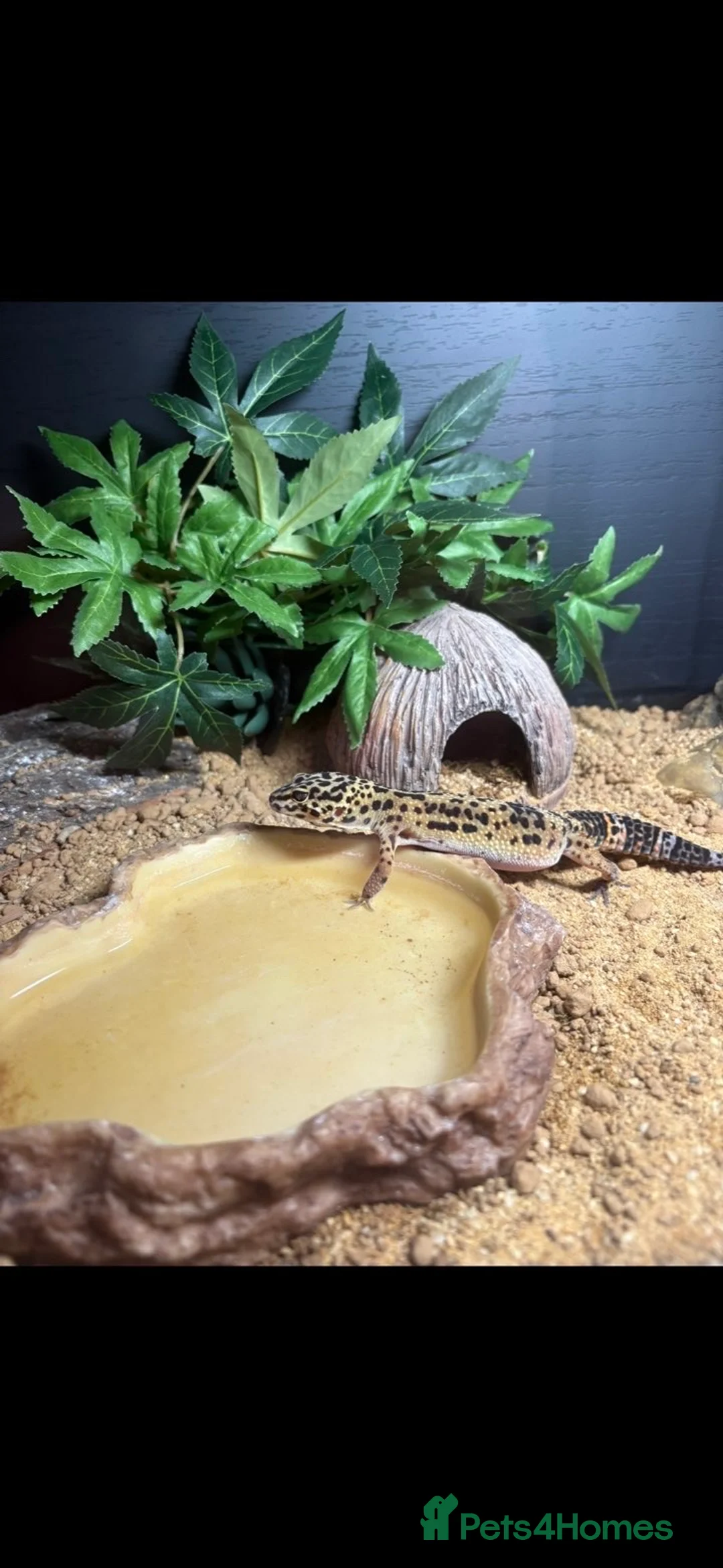 Gecko reptiles for sale: Leopard Gecko - Advert 1