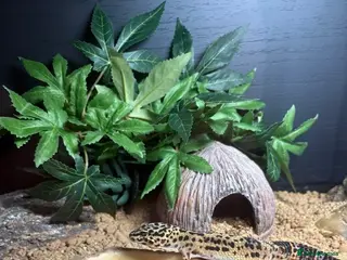 Gecko reptiles Leopard Gecko - Advert 1