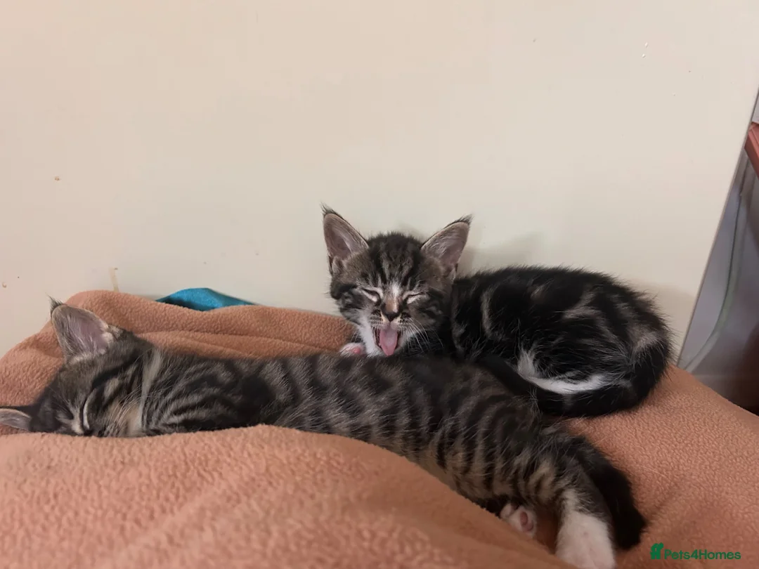 Mixed Breed cats for sale: 5 little kittens ready for loving homes  in Stanford-le-Hope - Advert 12