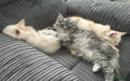 Maine Coon cats for sale: Main Coon kittens for sale - Image 24