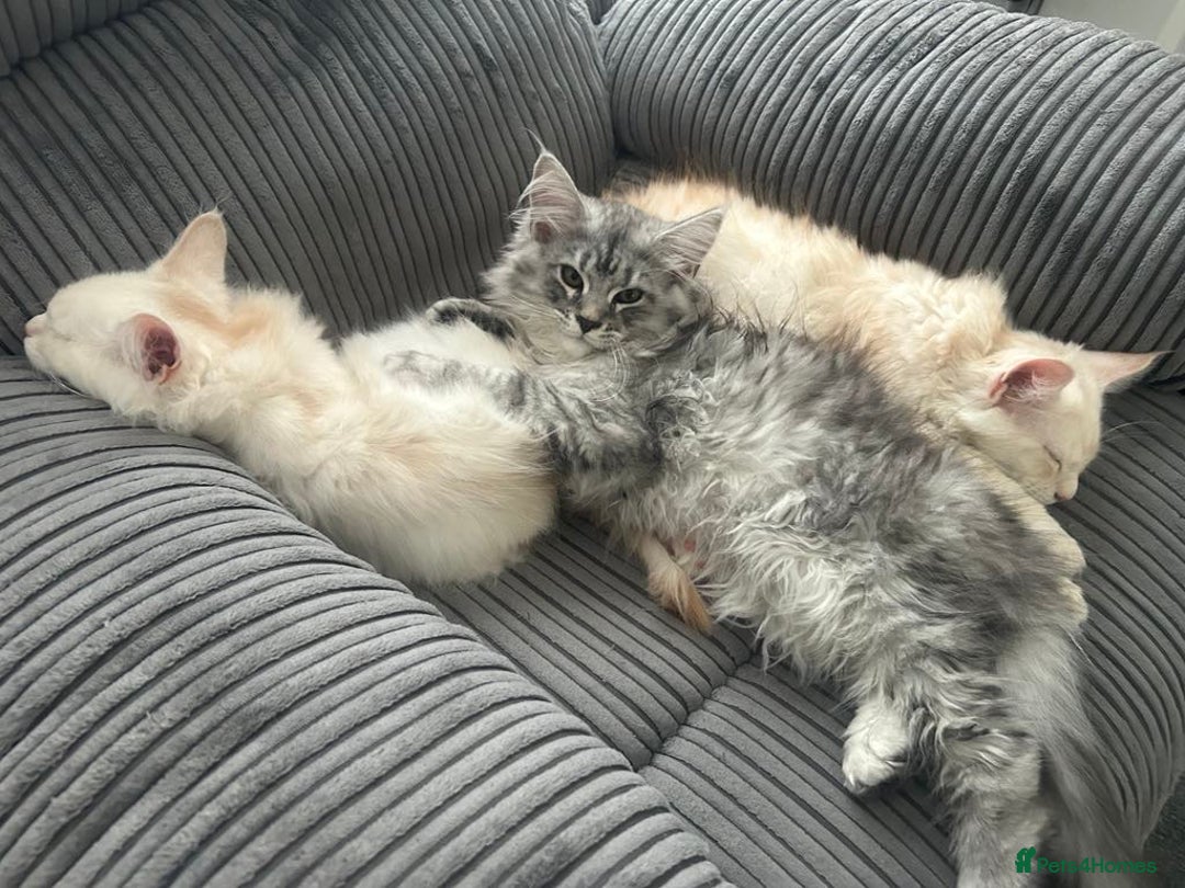 Maine Coon cats for sale: Main Coon kittens for sale - Image 24