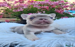 French Bulldog dogs for sale: Big Perm, fluffy and furnished frenchies  - Image 23