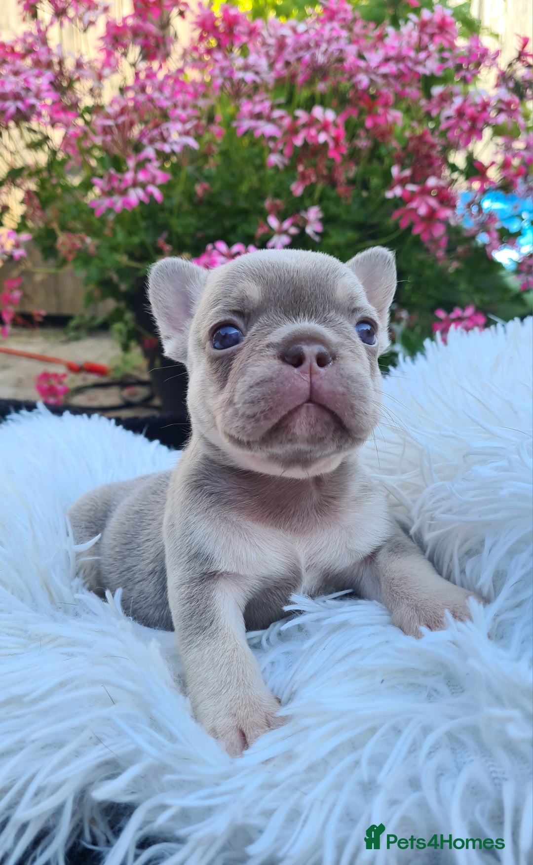 French Bulldog dogs for sale: Big Perm, fluffy and furnished frenchies  - Image 23