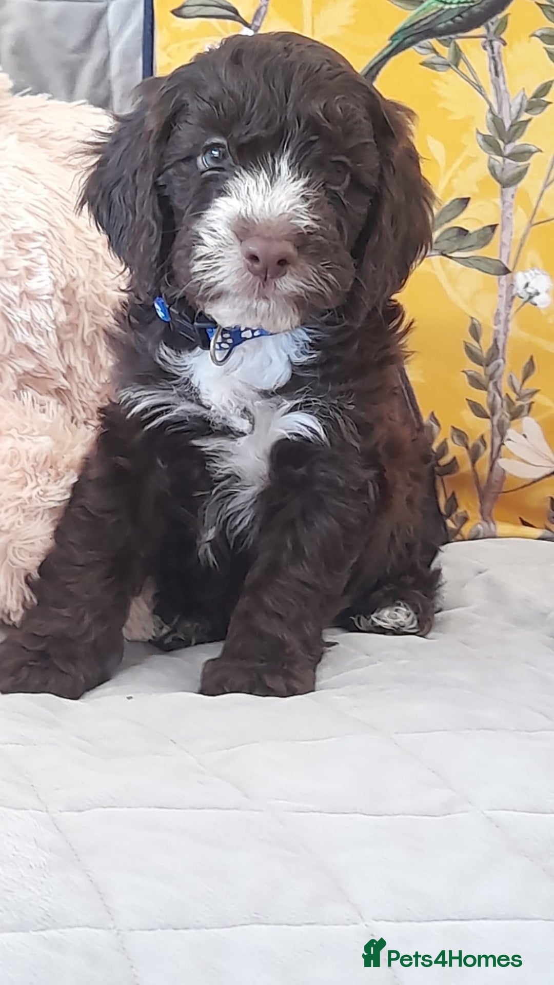 Cockapoo dogs Exceptional F1 cockapoo puppies  - Advert 1