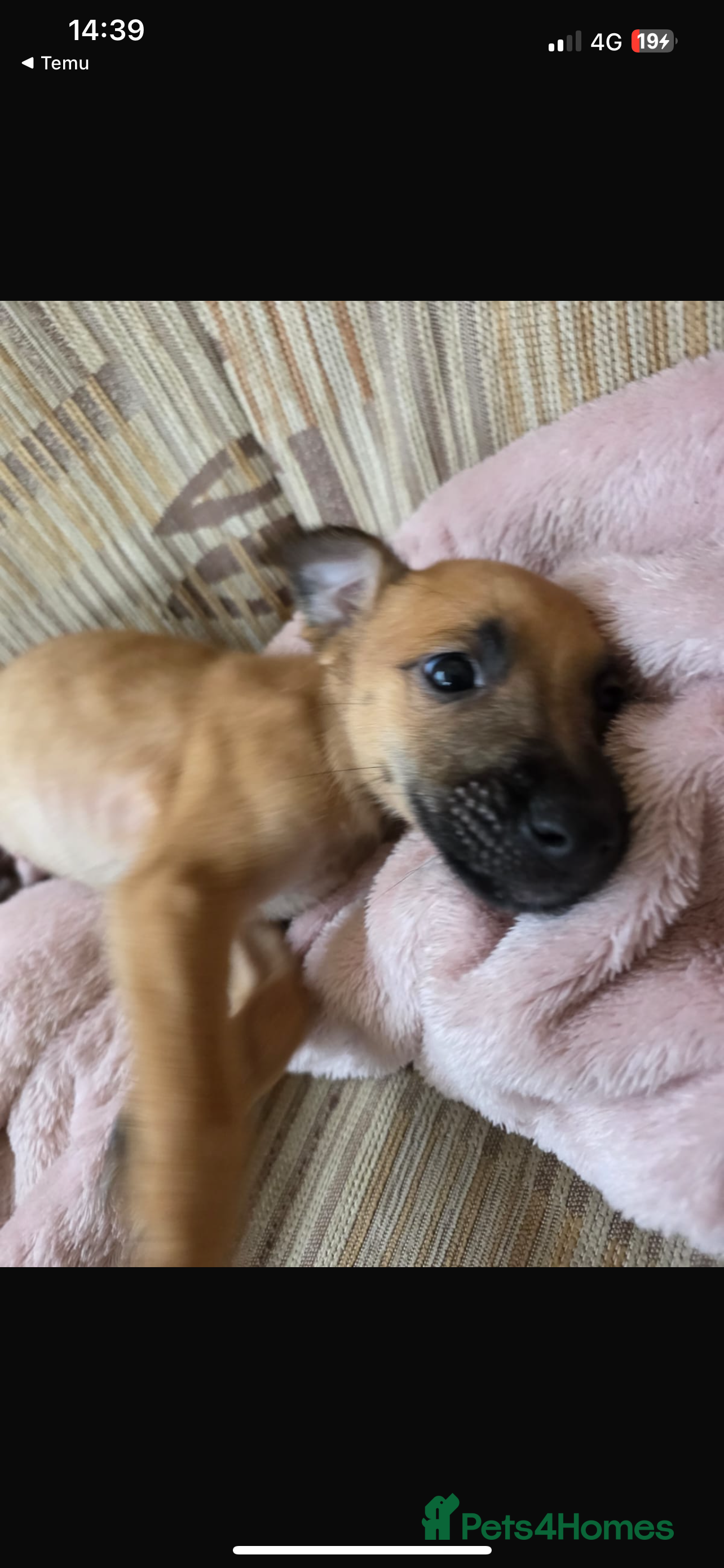 Belgian Shepherd Dog dogs Belgian malinois puppies  - Advert 1