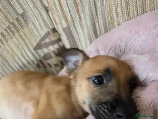 Belgian Shepherd Dog dogs Belgian malinois puppies - Advert 4