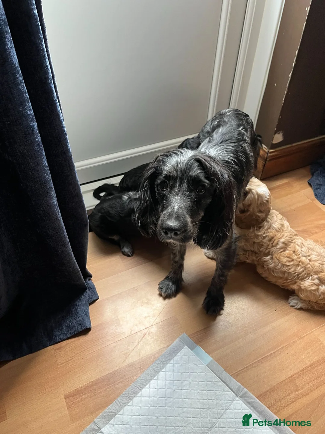 Cockapoo dogs for sale: COCKAPOO PUPPIES FOR SALE in Basingstoke - Advert 1
