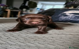 Cocker Spaniel dogs for sale: Working Cocker Pup - Image 3