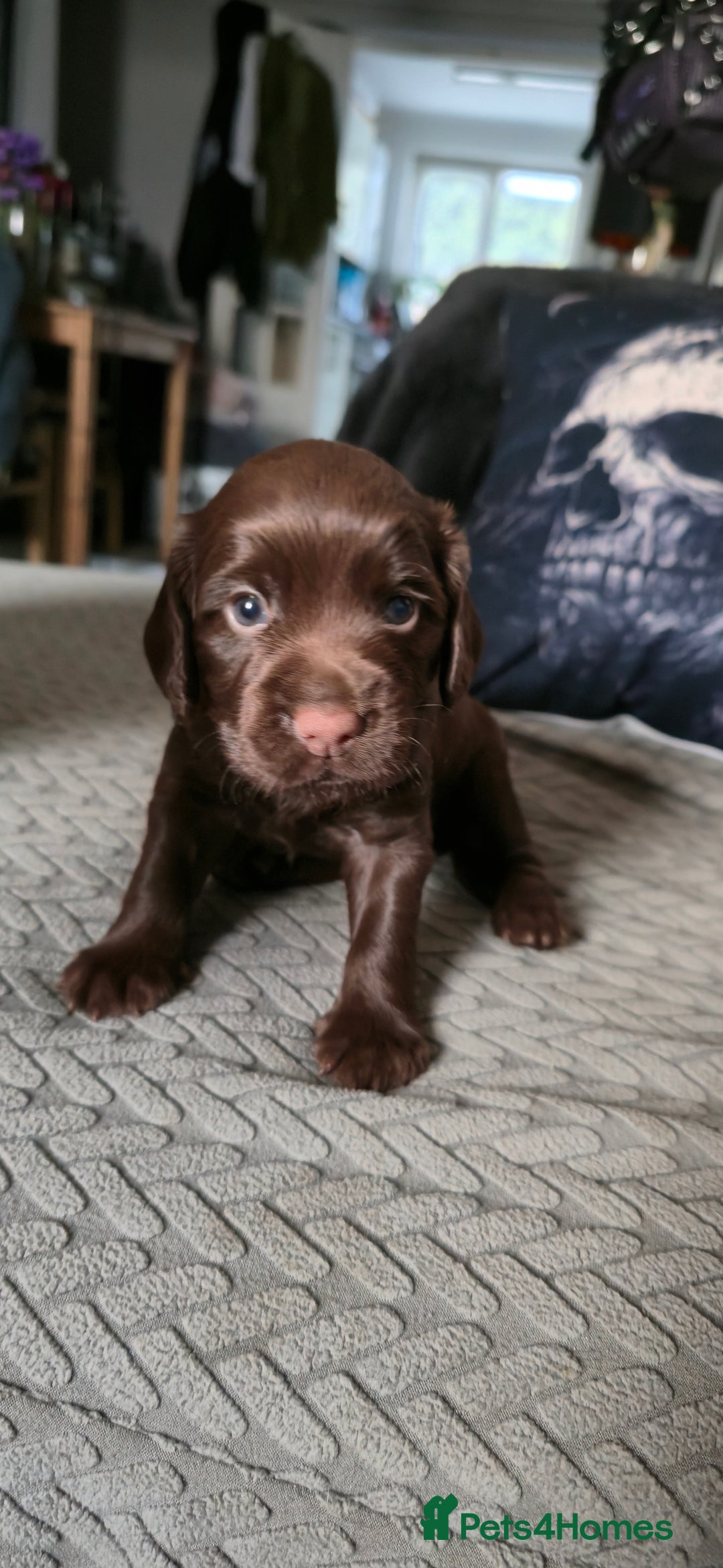 Cocker Spaniel dogs for sale: Working Cocker Pup - Image 3