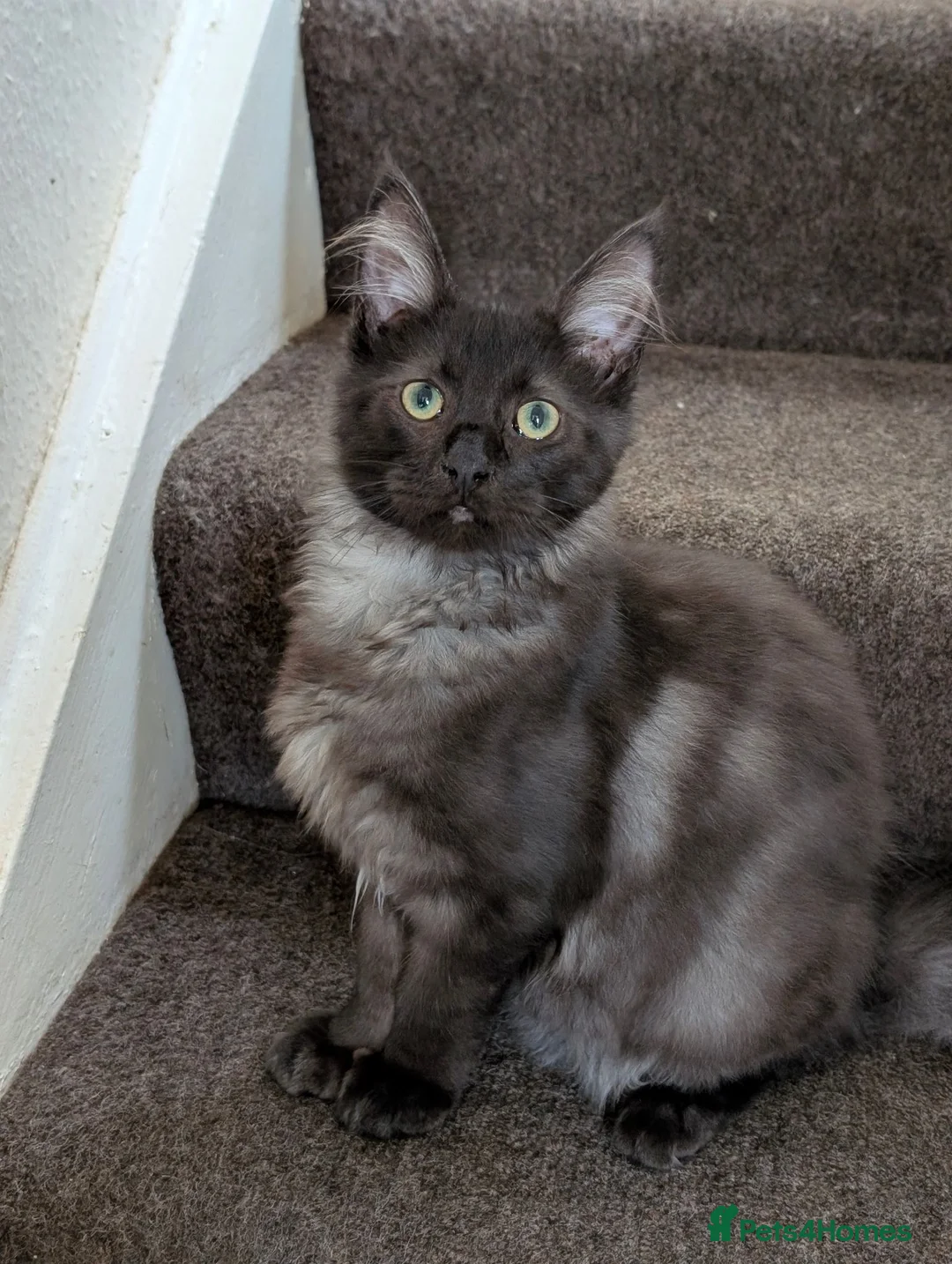 Maine Coon cats for sale: Beautiful Black Smoke Ragdoll Maine Coon Kittens  - Advert 1
